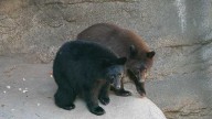 Cincinnati Zoo announces names for orphaned bear cubs