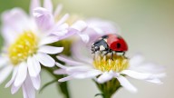 Why are ladybirds everywhere right now? How to stop the seasonal swarm in your home