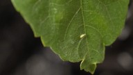 Texas aims to stop 'major threat' of cotton jassid pest invasion