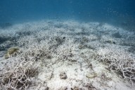 Corals are disappearing, pushing Earth to first major 'tipping point'