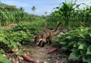 Advierten productores sobre escasez de camote por plaga de tejones en José María Morelos