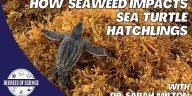 Degrees of Science: Seaweed Impacts on Sea Turtles