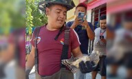 Bomberos de Cancún rescatan y liberan halcón mexicano