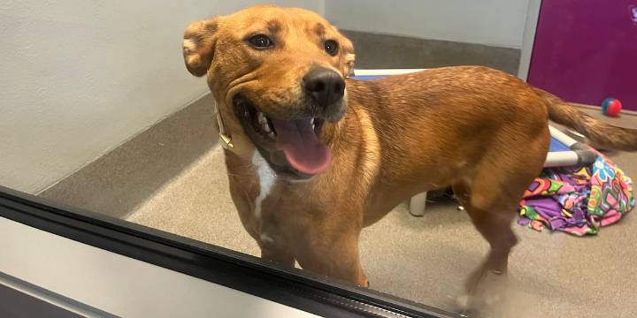 Wichita animal shelters ask for help amid overwhelming pet surrenders