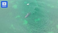 Boat approaches southern right whales off Albany coast in WA