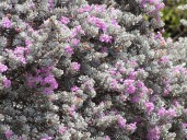Sage advice for your shrubs