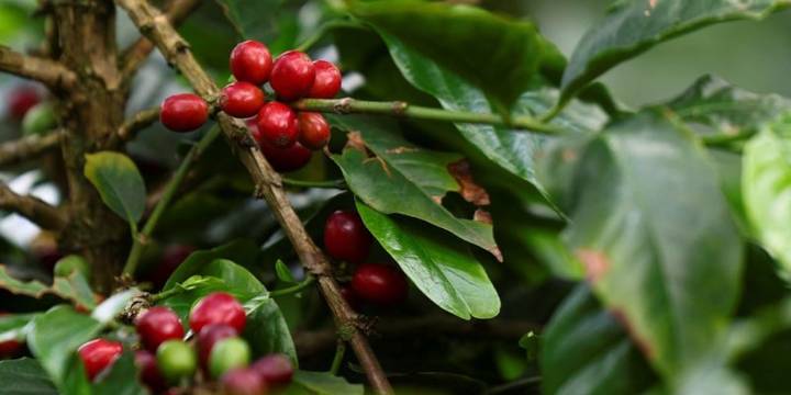 Exportaciones colombianas rompen récord: ventas no mineras crecen más de 21% en 2025