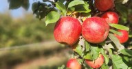 Tend & Table connects families with fresh local food while supporting farms