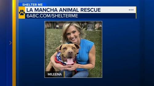 Shelter Me: Meet Mileena from La Mancha Animal Rescue in Coatesville, Pennsylvania