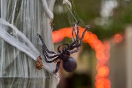 How New Mexico officials say you can stay wildlife