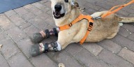 Senado mexicano presenta la Ley Pay de Limón (perro torturado por el narco) para endurecer penas por maltrato animal