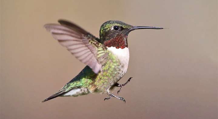 Fattening up for burning 150,000 calories per day, sleep-flying and other amazing migration facts