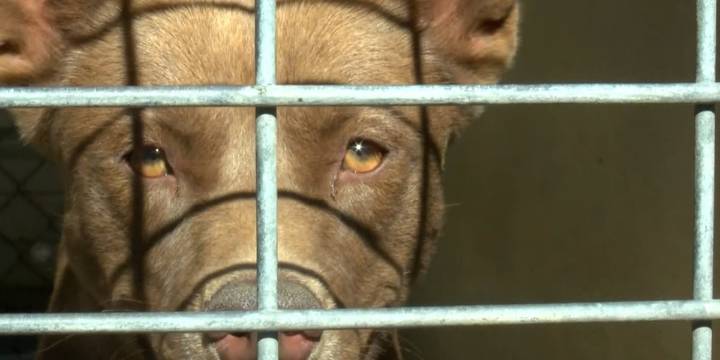 Screven County animal rescues push for more help with overcrowding