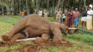 Elephant knocks down electric post, dies of electrocution