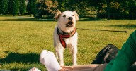 Expert explains different types of dog barks and how a owner can understand