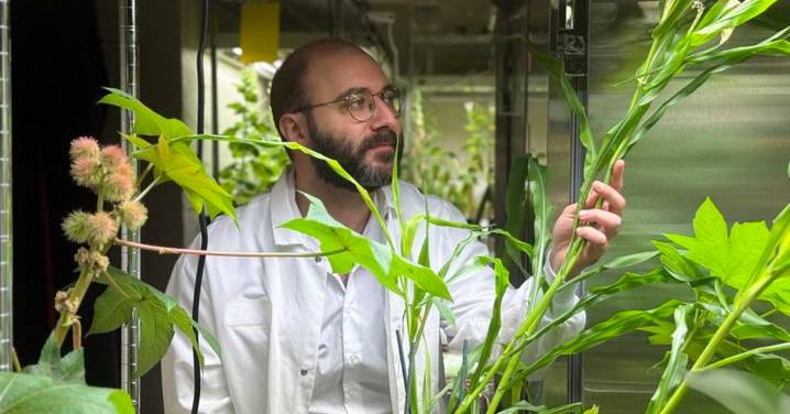 Investigadores del MIT crean un nuevo fertilizante que limita el impacto ecológico de la agricultura