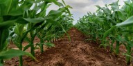 Sin embargo, el monitoreo será crucial a medida que el cultivo de maíz avanza
