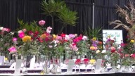 Dozens of colorful roses compete at South Carolina State Fair