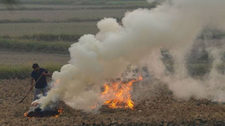 Punjab: 283 farm fires mark highest single