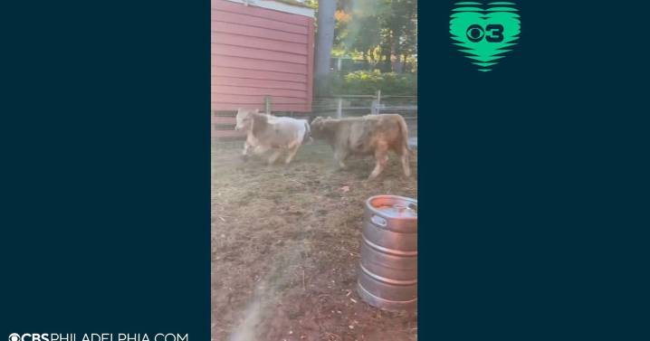 Pennsylvania's Elmwood Park Zoo needs help naming 2 miniature male highland cows