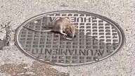 Vídeo: Una vecina denuncia la presencia de ratas en el pasaje de Agustín de Carreras de Huesca