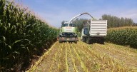 Así logré 120.000 kilos de maíz para silo