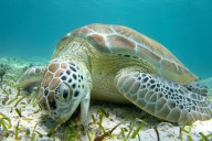 After Decades of Protections, Green Sea Turtles Have Been Saved From Extinction