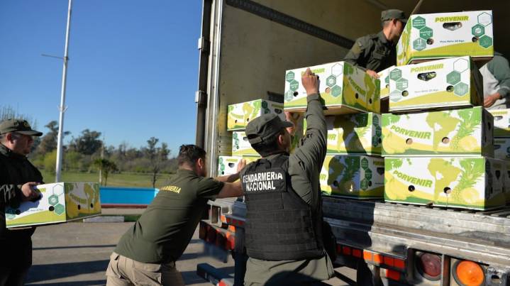 Golpe al narcotráfico: Gendarmería incautó más de 444 kilos de cocaína valuados en millones de dólares escondidos entre bananas