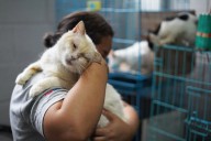 Bukele busca ayuda para atender a perros y gatos callejeros en El Salvador