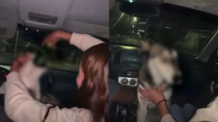 Expulsa UPNECH a estudiante por embriagar a perrito en Madera
