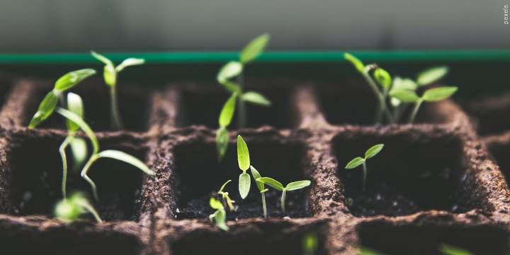 How to protect your plants in freezing temperatures