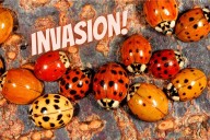 Upstate NYers Those Pesky Insects Aren't Ladybugs
