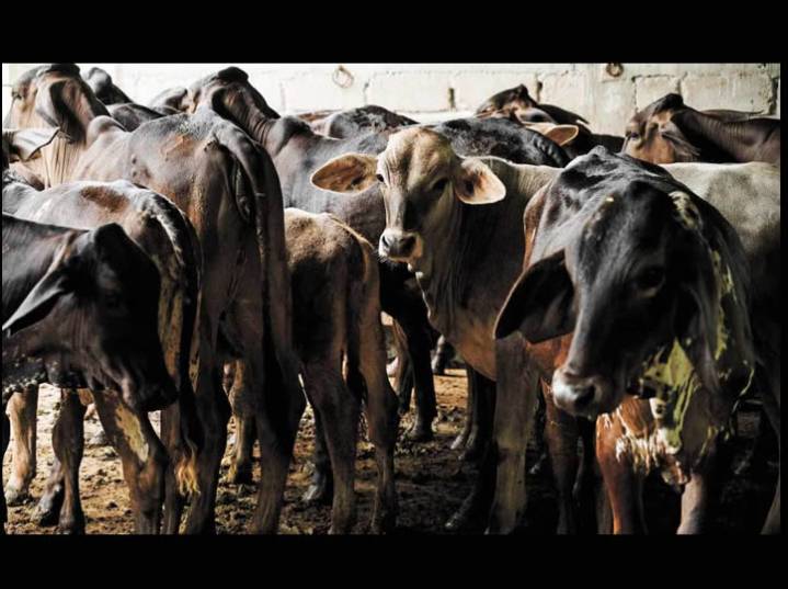Liberan más moscas contra gusano barrenador