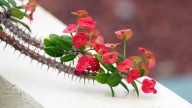 Esto es lo que debes hacer con tu Corona de Cristo en primavera si quieres que la planta tenga flores coloridas en verano