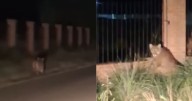 Video | Susto con un puma en Chubut: piden no salir a correr de noche y denuncian que atacó a caballos