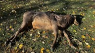 Idaho Fish and Game asks for public help solving wildlife crimes, elk left to waste