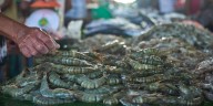 Australia lifts eight-year ban on Indian prawn imports, giving Andhra’s aquaculture a new lease of life