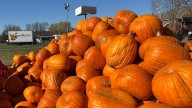 Northern Ontario pumpkin farms had 'excellent' season despite province