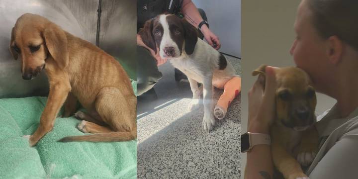 Craven County officials, residents respond to rise in animal cruelty cases