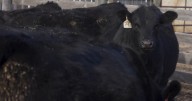 Montana cattle producers push back on Trump's Argentina beef