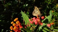 Hermosa, poderosa y rebelde: la planta que transforma tu jardín en un santuario de mariposas