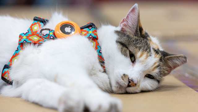 Purrfect ending: Missing Virginia store cat found after hitching a ride to another state
