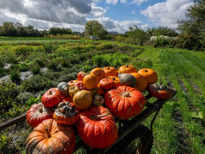 Pumpkin: A favorite sign of fall, with a bit of shady history