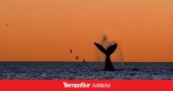 Turismo Puerto Pirámides: ballenas y atardeceres para un finde inolvidable