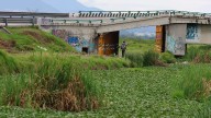 Lirio acuático crece sin control en el río Lerma por contaminación