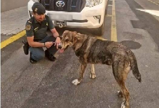 Investigan a un hombre por abandono de un cachorro enfermo en Burriana