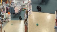 New York Thrift Store’s Four-Legged Greeter Wins Over Every Customer