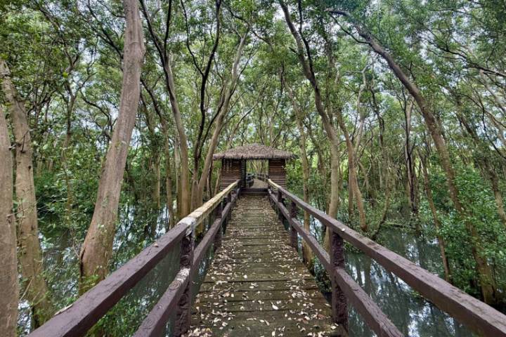 A protected mangrove forest stands strong as Metro Manila’s last coastal frontier