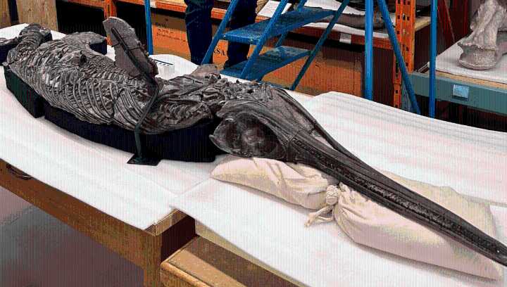190-Million-Year-Old Sea Monster Named The “Dragon Sword Of Dorset” Bridges A Pivotal Gap In The Jurassic Timeline
