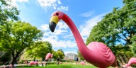 Fill the Hill returns as plastic flamingos flock to UW